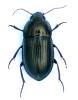 Amara lunicollis